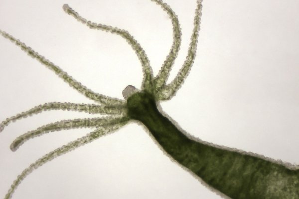 Кракен шоп зеркало