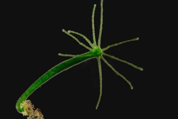 Зеркало вход кракен